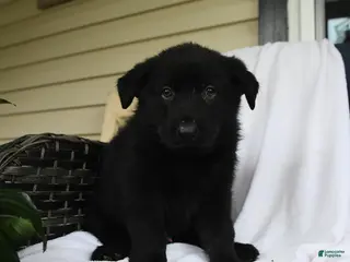 German Shepherd dogs for sale: Heinrich - Ad 1
