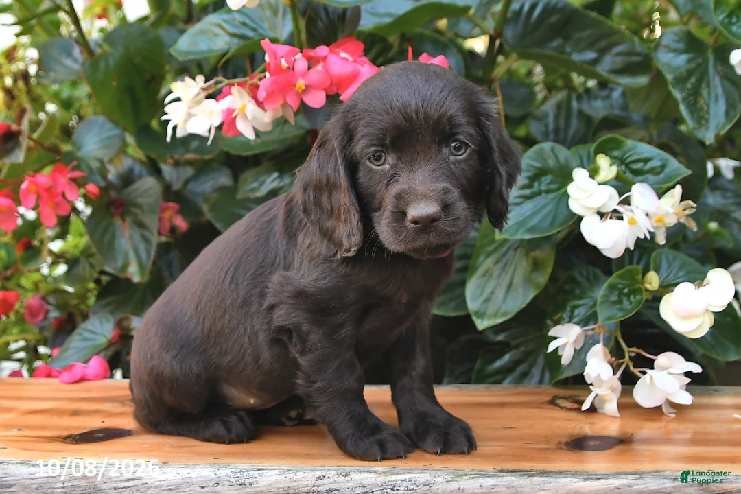 Cocker Spaniel dogs for sale: Erika - Ad 2
