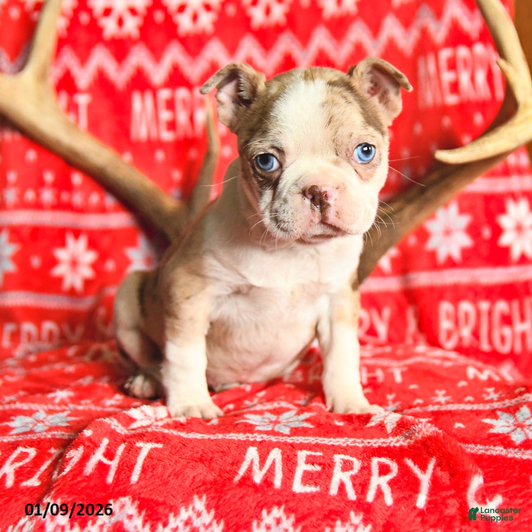 Boston Terrier dogs for sale: Isabelle - Ad 1