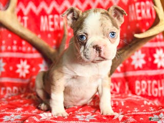 Boston Terrier dogs Isabelle - Ad 40