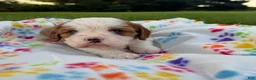 Cavalier King Charles Spaniel dogs for sale: Joshua Cavalier King Charles Spaniel  - Ad 4