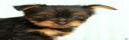 Yorkshire Terrier dogs for sale: Mitch - Ad 9