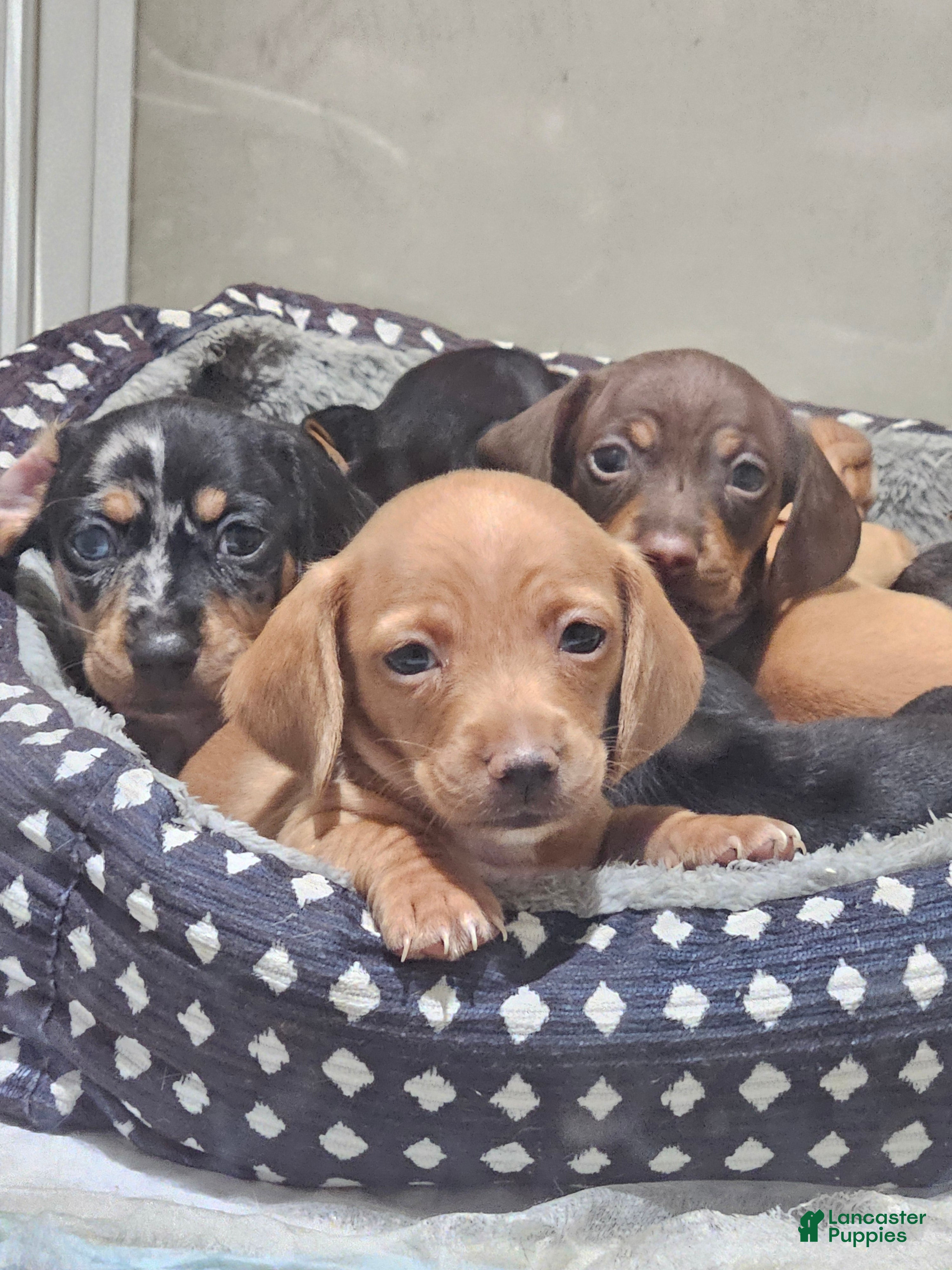 Miniature Dachshund dogs Miniature Dachshund 4 - Ad 4