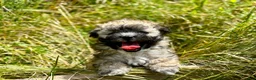 Shihpoo dogs for sale: Shihpoo 2 - Ad 1
