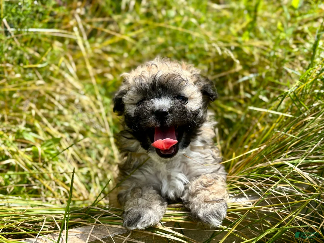Shihpoo dogs for sale: Shihpoo 2 - Ad 1