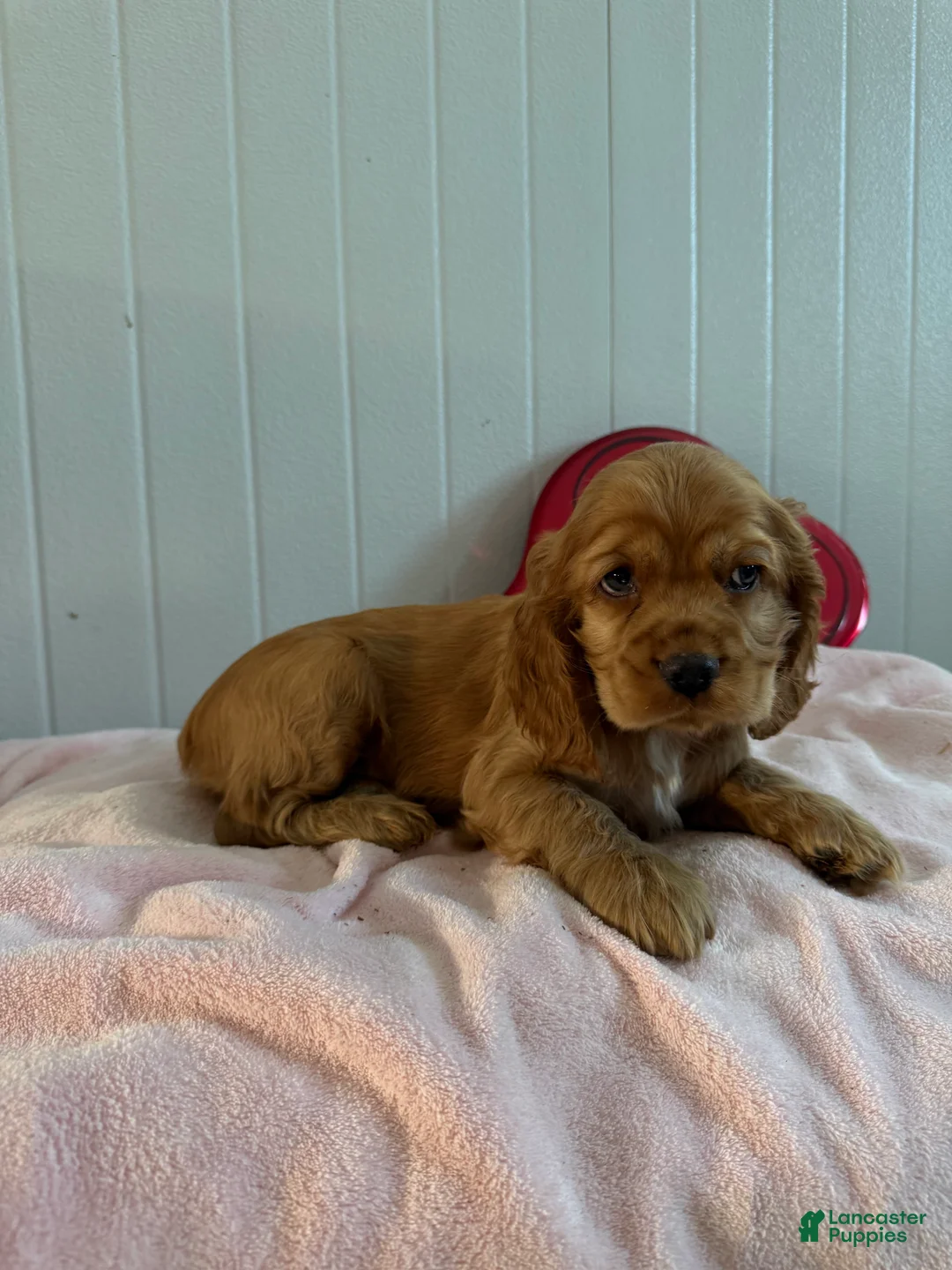 Cocker Spaniel dogs for sale: Archie - Ad 4