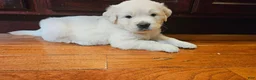 Golden Retriever dogs for sale: Golden Retriever 3 - Ad 1