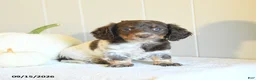 Miniature Dachshund dogs for sale: Callie - Ad 4