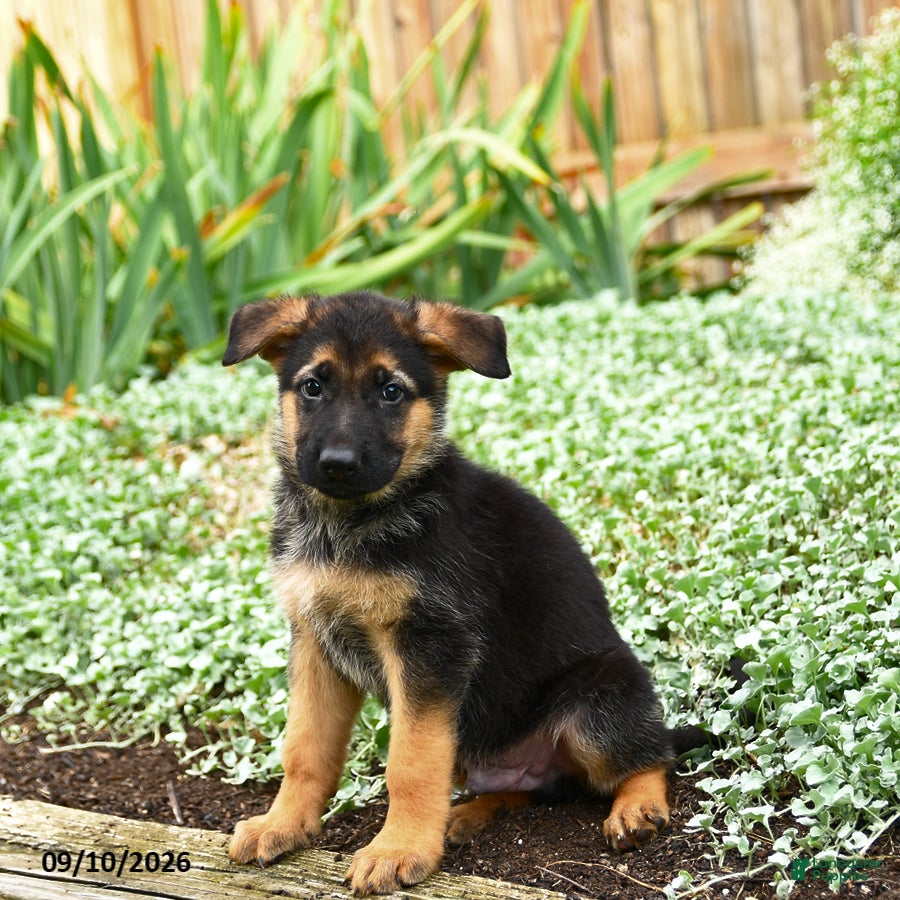 German Shepherd dogs Vinny - Ad 2