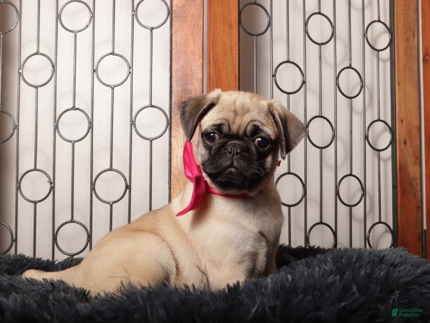 Pug dogs Abby -  - Ad 1