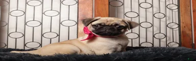 Abby - 