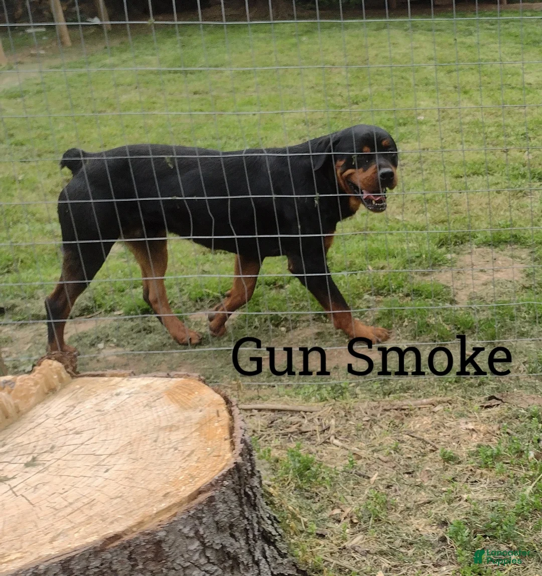 Rottweiler dogs for sale: Rottweiler Puppy 1 - Ad 4