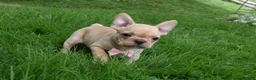 French Bulldog dogs for sale: Sierra - Ad 3