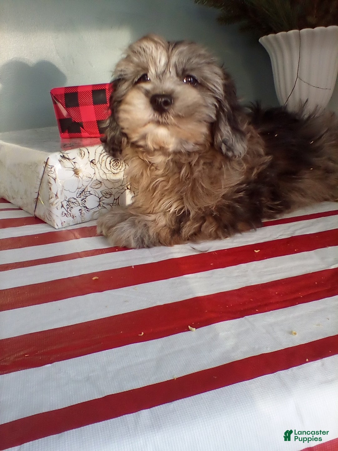 Lhasapoo dogs for sale: Koko - Ad 4