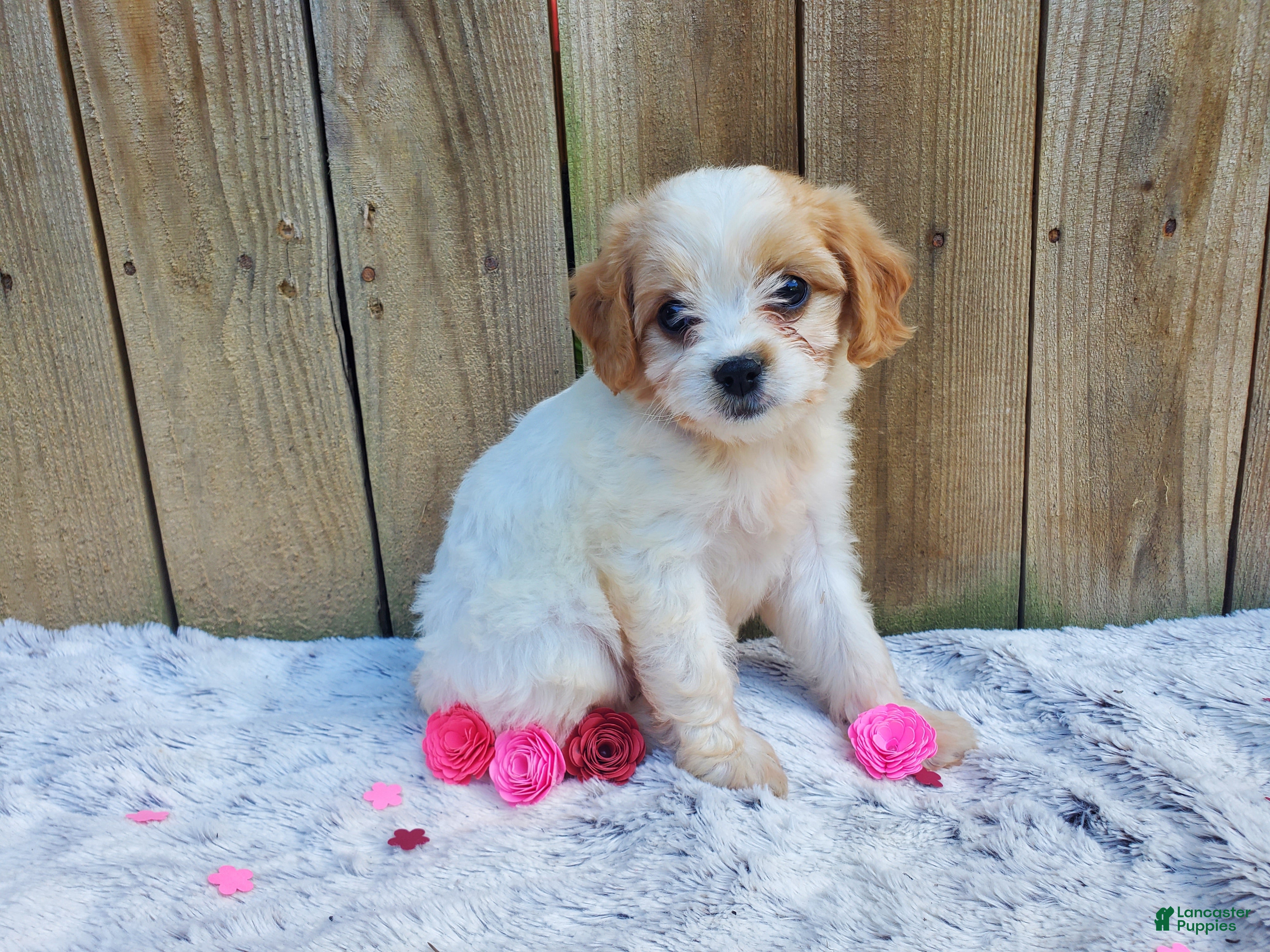Cavachon dogs Blizzard - Ad 1