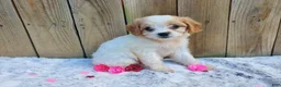 Cavachon dogs for sale: Blizzard - Ad 1