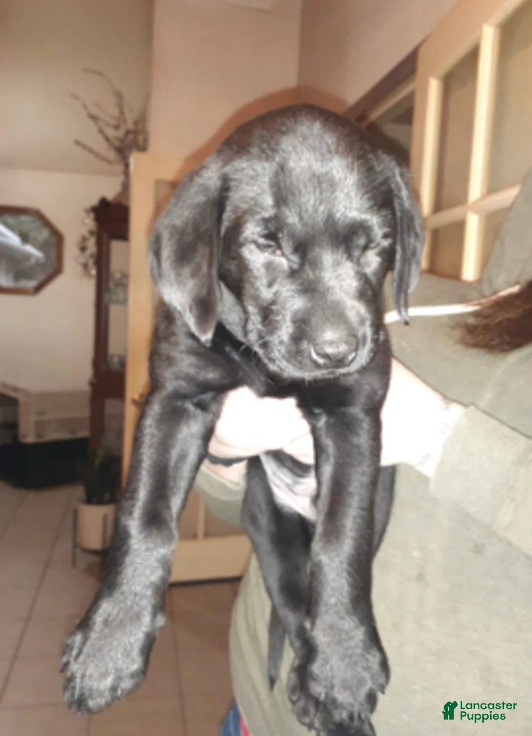 Labrador Retriever dogs for sale: Black Male 1 - Ad 1