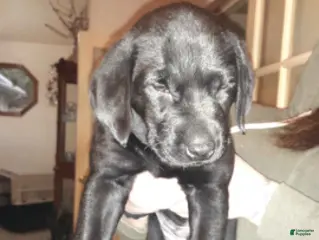 Labrador Retriever dogs Black Male 1 - Ad 29