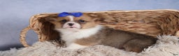 Welsh Corgi Pembroke dogs for sale: BO - Ad 6