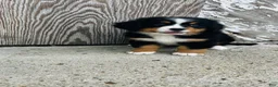 Bernese Mountain Dog dogs for sale: Vivienne - Ad 6