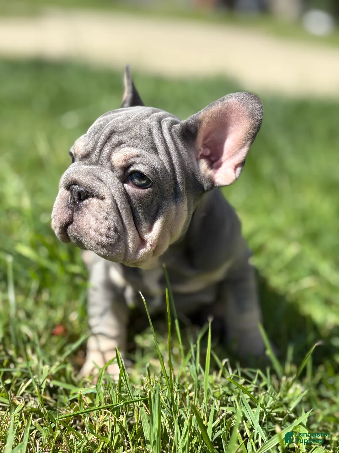 French Bulldog dogs for sale: Chanel - Ad 2