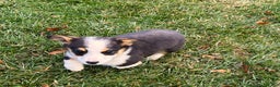 Welsh Corgi Pembroke dogs for sale: Banner - Ad 5