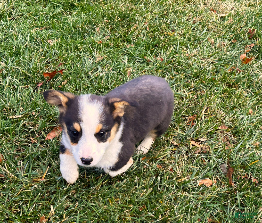 Welsh Corgi Pembroke dogs for sale: Banner - Ad 5