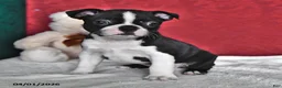 Boston Terrier dogs for sale: Judy - Ad 2