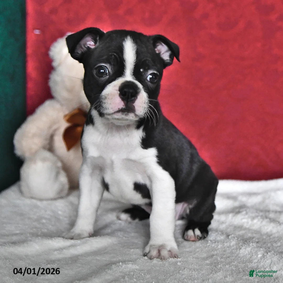 Boston Terrier dogs for sale: Judy - Ad 2