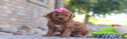 Mini Goldendoodle dogs for sale: Eve - Ad 5