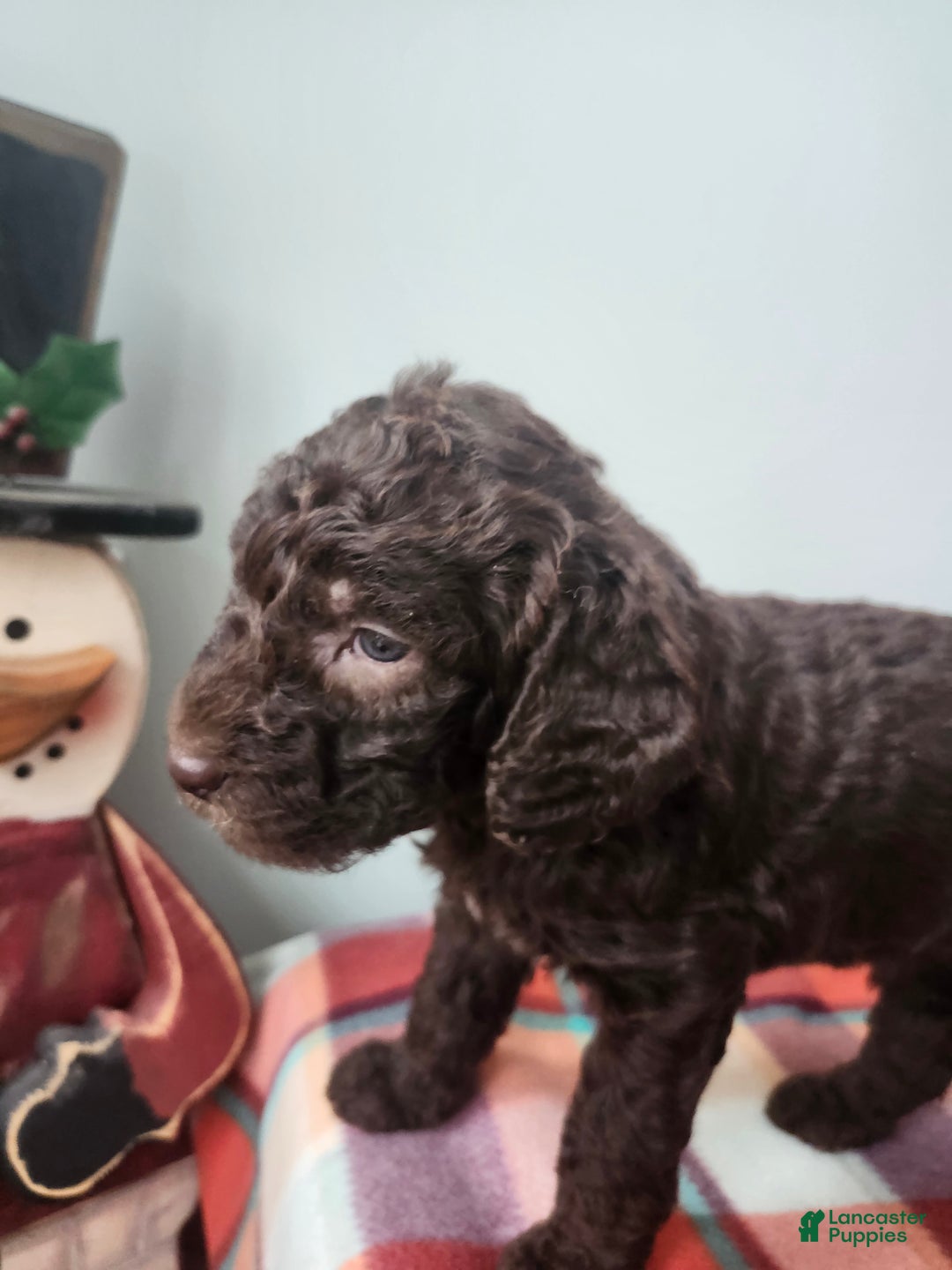 Labradoodle dogs for sale: Ginger - Ad 9