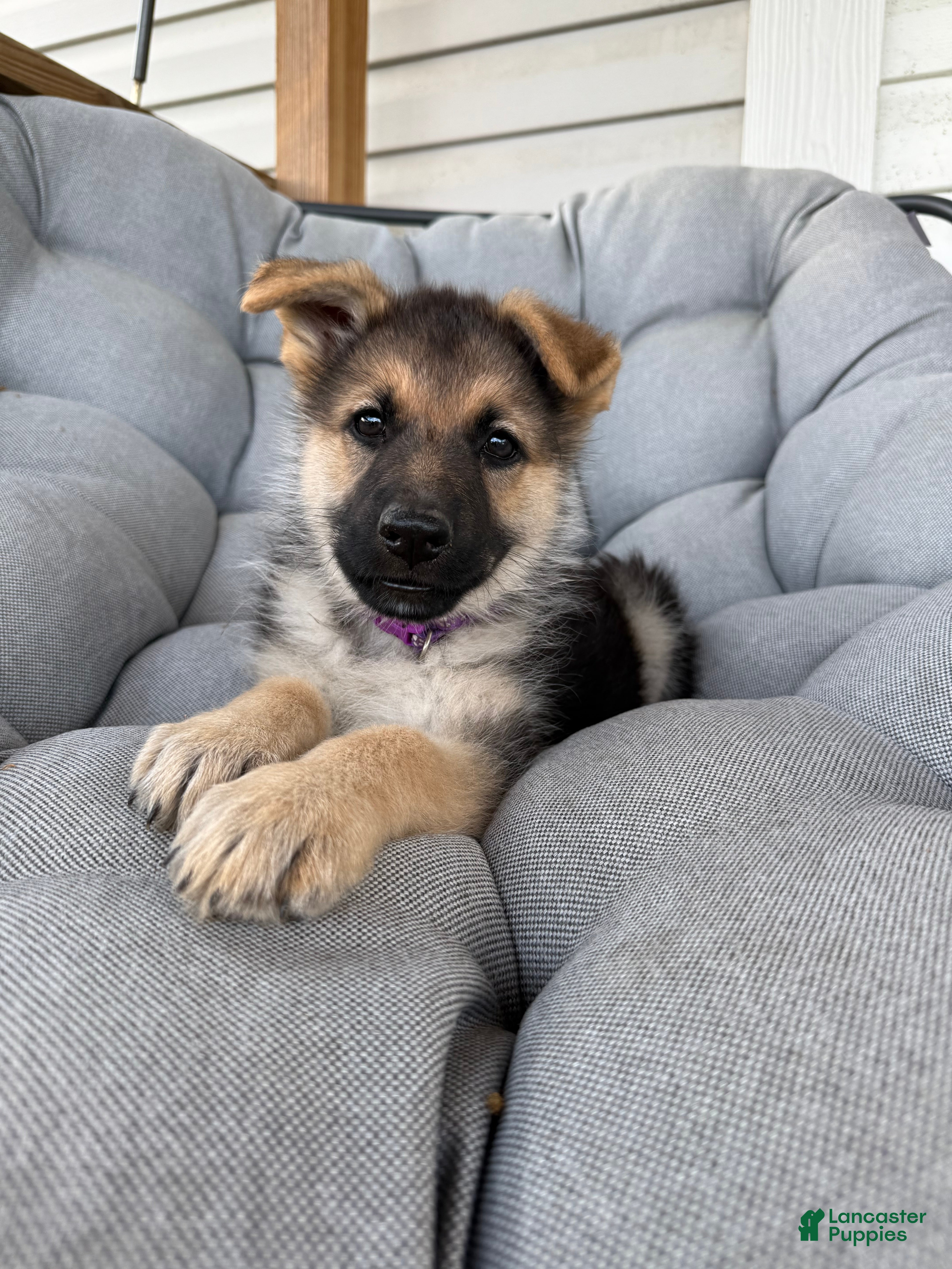 German Shepherd dogs Ivy - Ad 29
