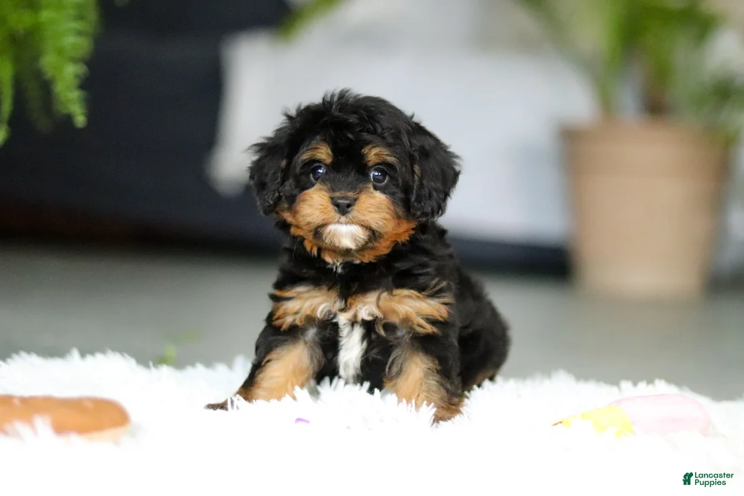 Cavapoo dogs for sale: Callie - Ad 3