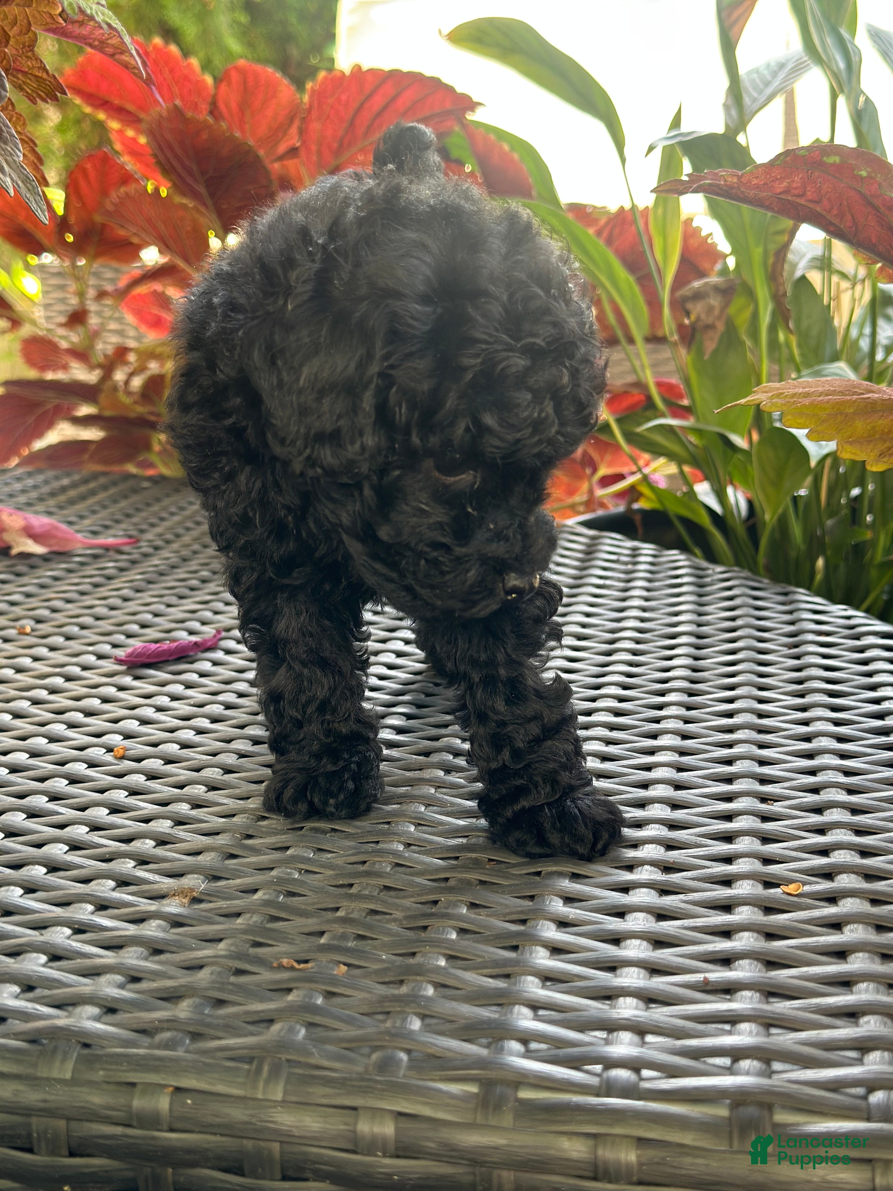 Toy Poodle dogs for sale: AKC Coal - Ad 1