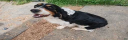 English Springer Spaniel dogs for sale: Amy - Ad 8
