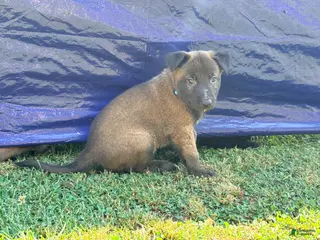 Belgian Malinois dogs Belgian Malinois - Blue Collar - Ad 12