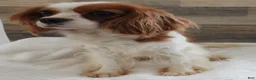 Cavapoo dogs for sale: #2 Female of Kate - Ad 3