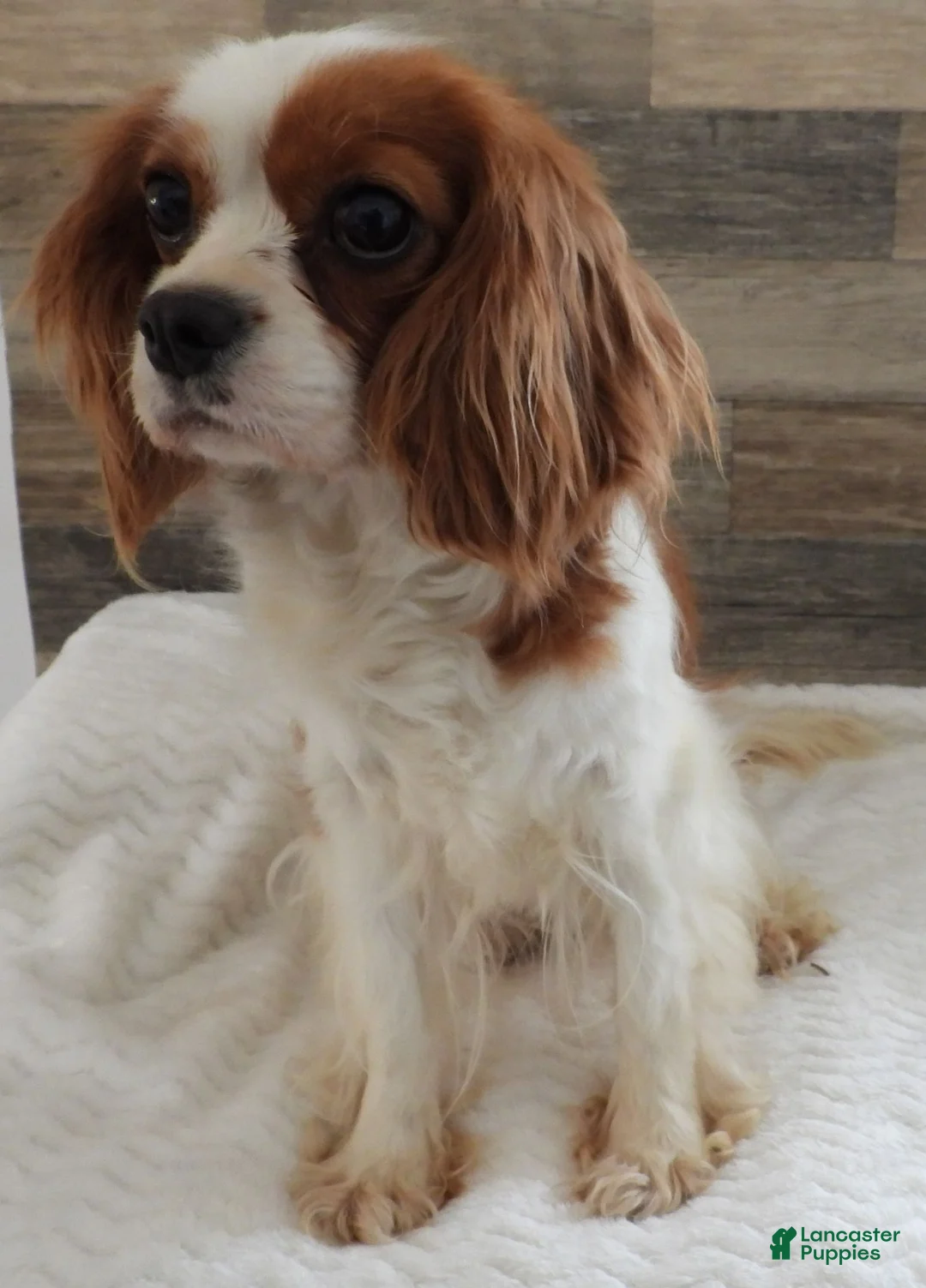Cavapoo dogs for sale: #2 Female of Kate - Ad 3