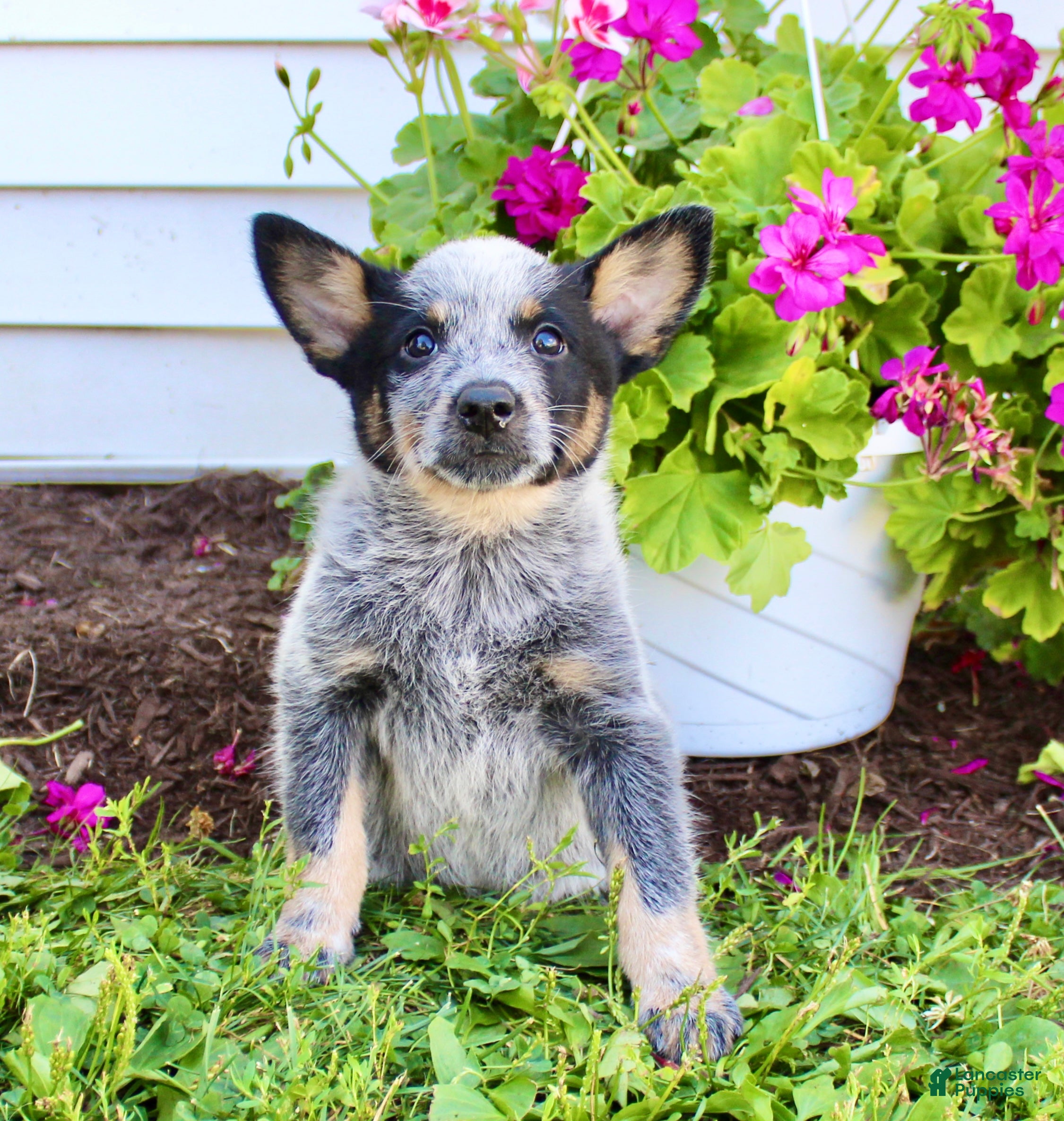 Dog Mix Best Australian Cattle Dog Breeders Pitbull Mix Hanging