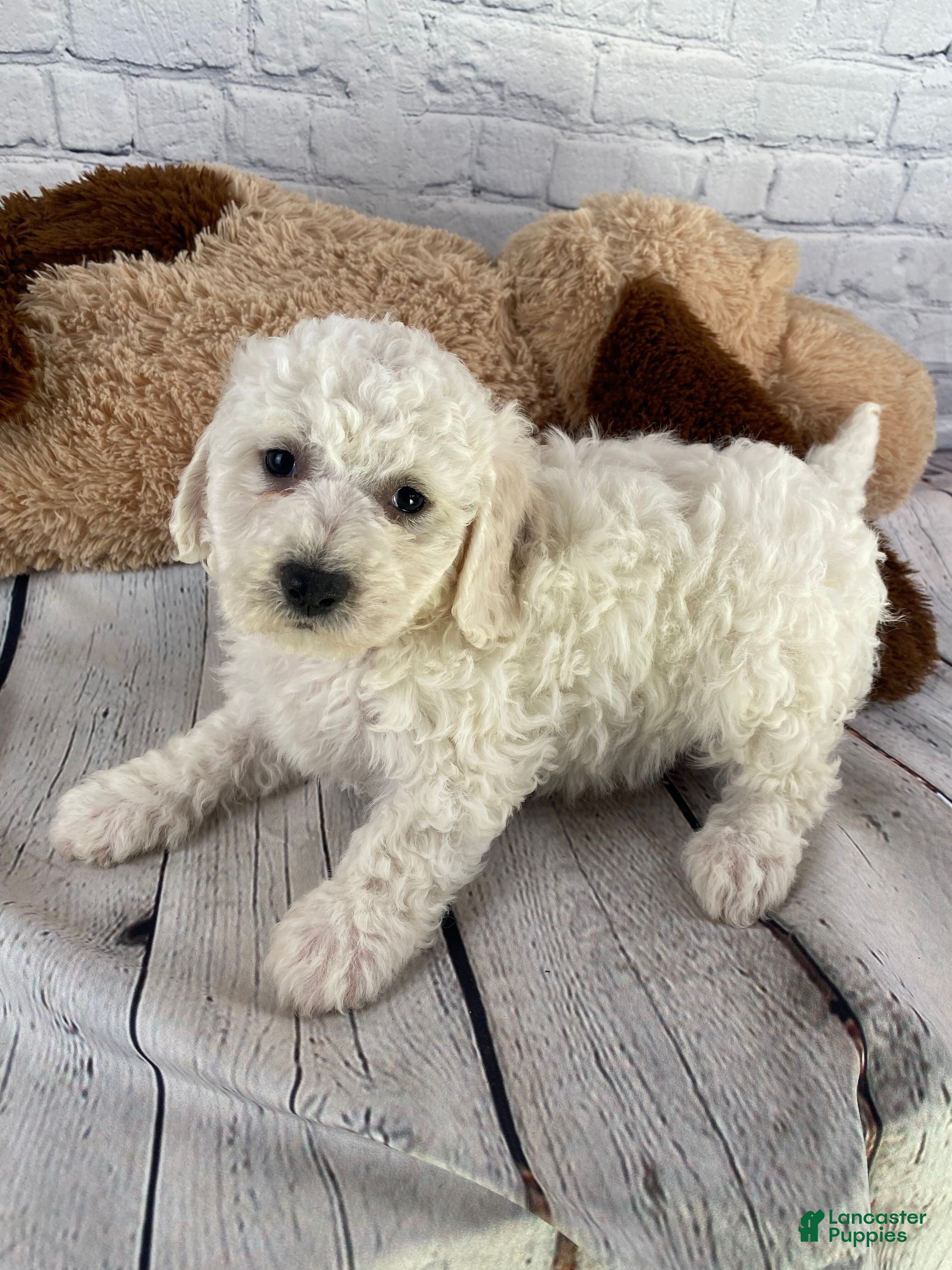 Bichon Frise dogs Stella - Ad 1