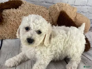 Bichon Frise dogs for sale: Stella - Ad 3