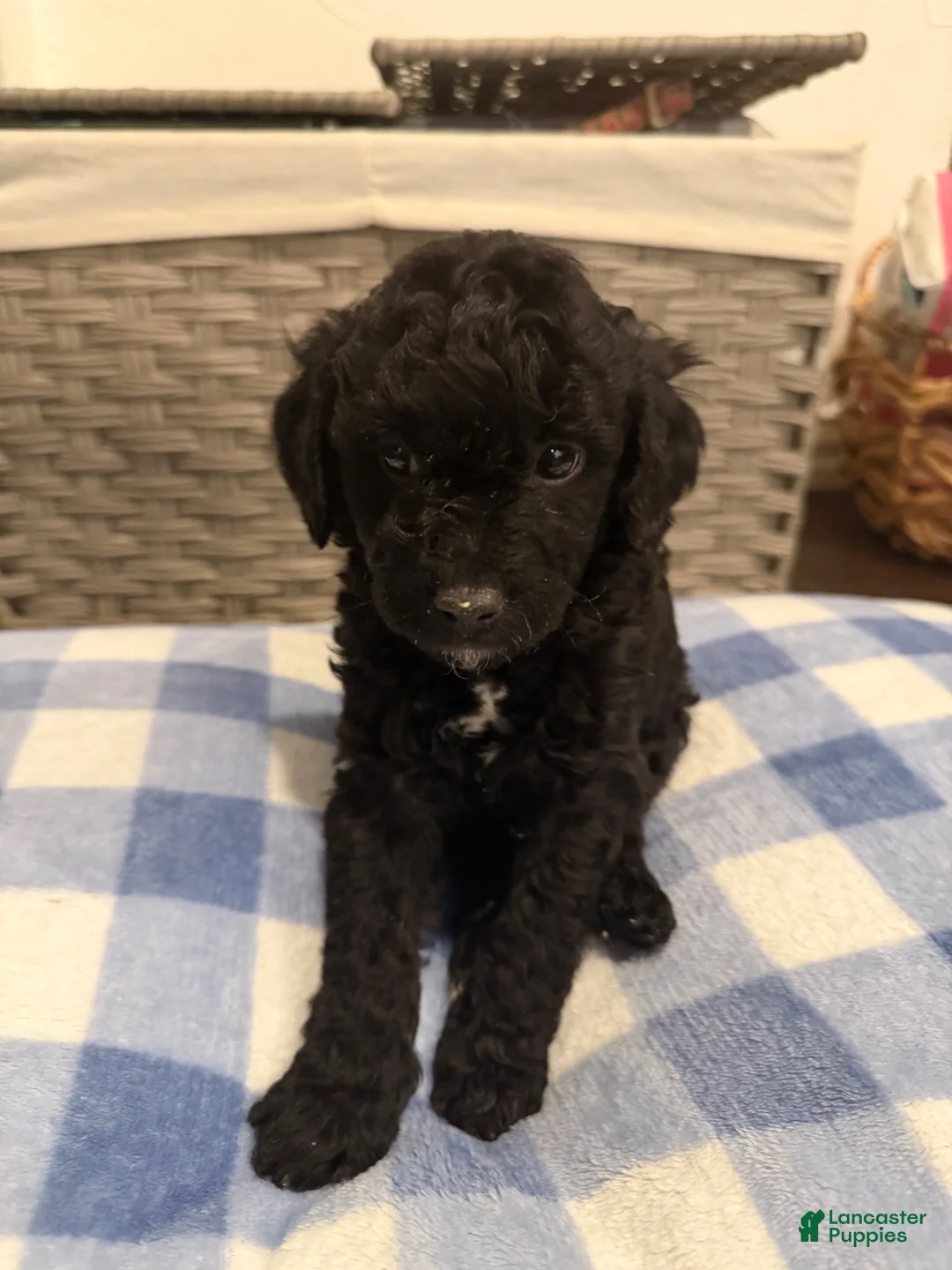 Mixed Breed dogs for sale: Mixed Breed 1 - Ad 1