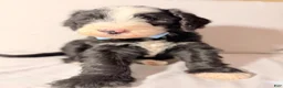 Sheepadoodle dogs for sale: Sheepadoodle Puppy 3 - Ad 17