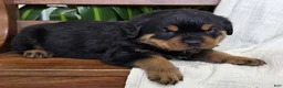 Rottweiler dogs for sale: Dakota - Ad 3