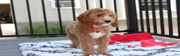 Cavapoo dogs for sale: Lenny  - Ad 10