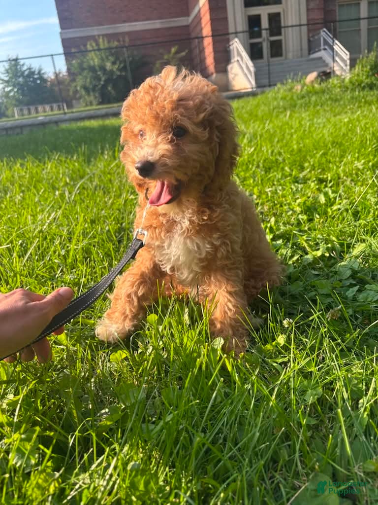 Mini Goldendoodle dogs Marshall - Ad 1