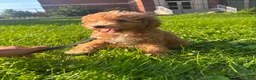 Mini Goldendoodle dogs for sale: Marshall - Ad 1