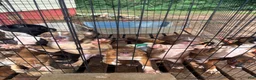 Mixed Breed dogs for sale: AptXamstaff - Ad 8