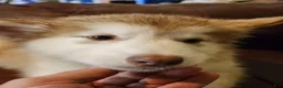 Alaskan Malamute dogs for sale: Alaskan Malamute 1 - Ad 1