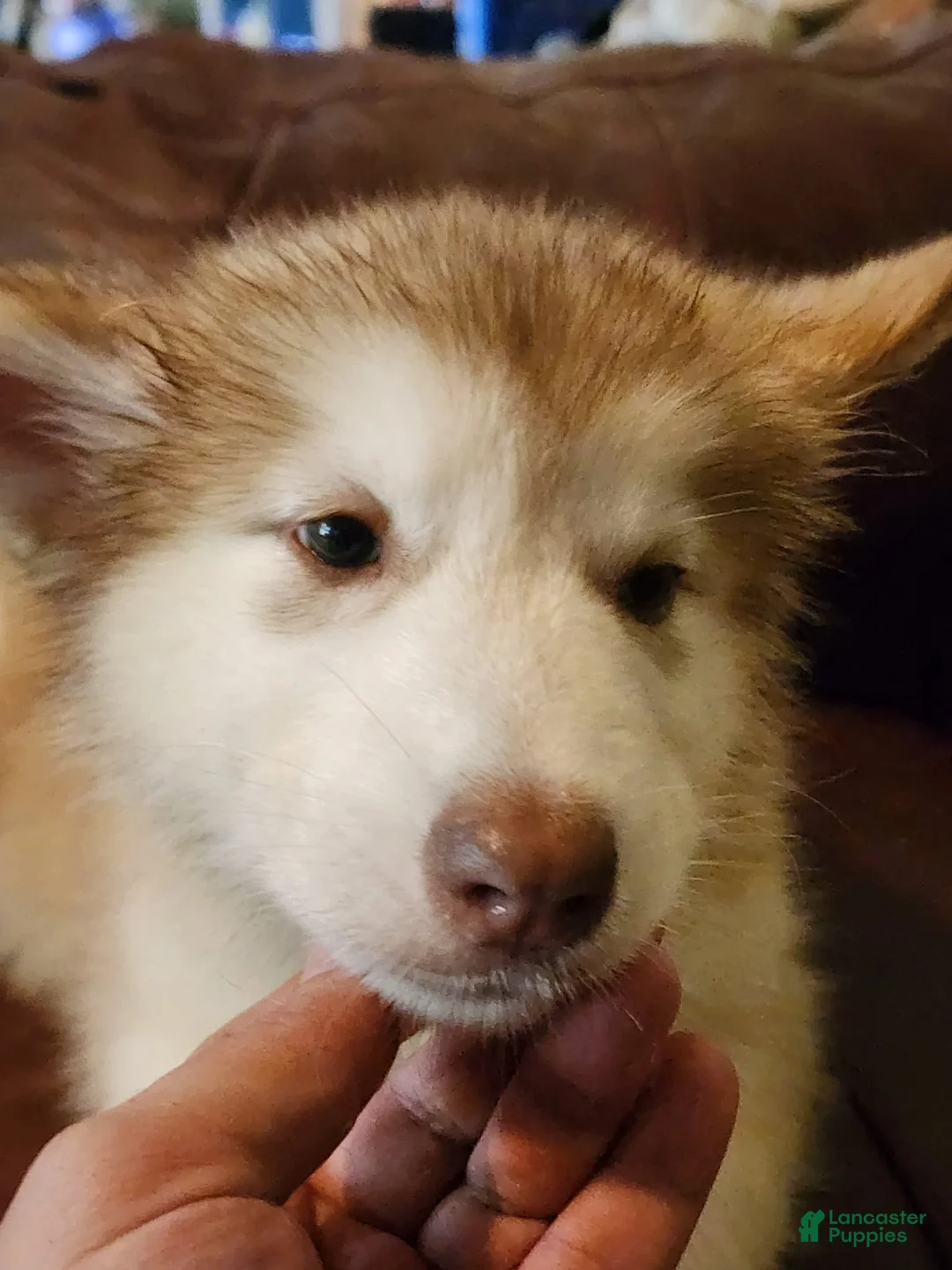 Alaskan Malamute dogs for sale: Alaskan Malamute 1 - Ad 1